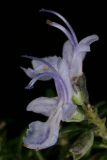 Rosmarinus officinalis (Prostratus Group) 'Capri' RCP4-09 070.jpg
